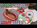 食虫植物 ウツボカズラの消化液に落ちたスズメバチを３ヶ月放置してみた結果...【食虫植物TV】