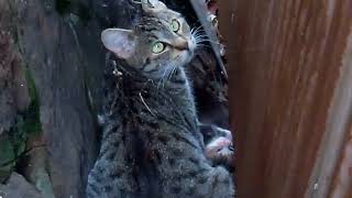 空家の裏で野良猫が子猫を産んでました。