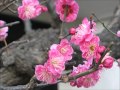 夢一夜 天才よしき