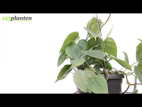 Video: Typen En Teelt Van Philodendrons Binnenshuis