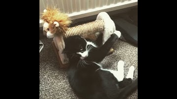 CAT SCRATCHER/CAT SCRATCHING POST £5.99 - REVIEW