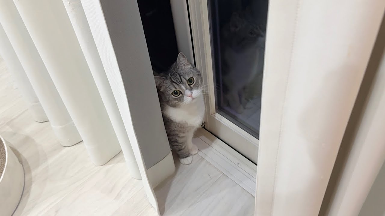 【中古】 別冊ねこぷにホントにあった猫の爆笑！感動！話 まるっと猫号/メディアックス 別冊ねこぷに 本当にあったねこの爆笑!感動!話 まんまるニャンコ