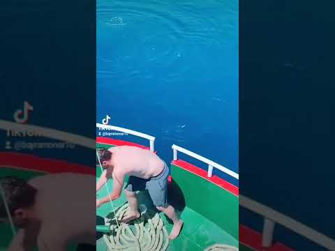 orkinoz balığı yemleme
