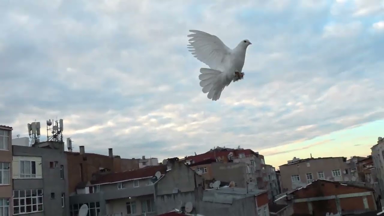 25 ŞUBAT SUSAMİ YAVRU