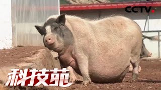 《科技苑》香猪慢养肉更香 20190110 | CCTV农业