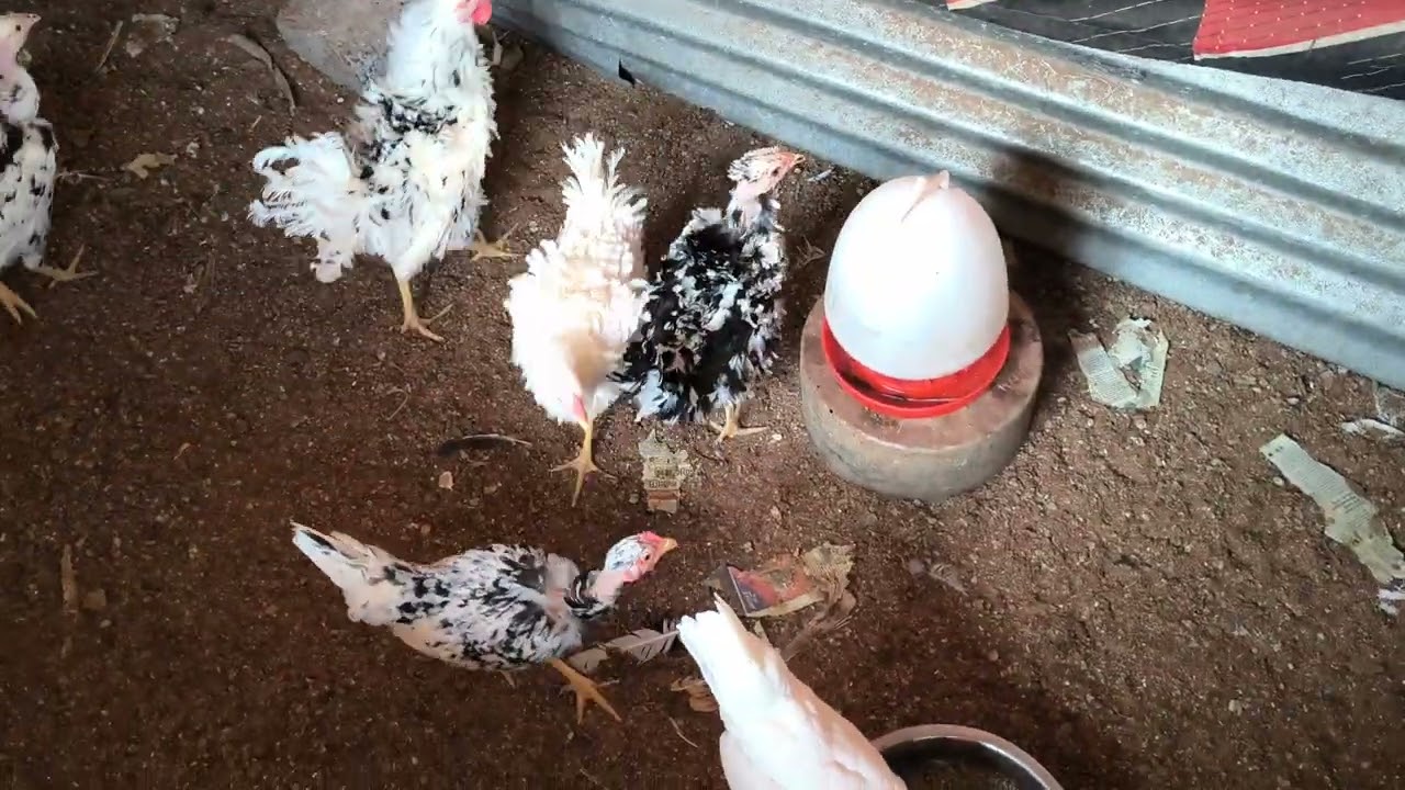 ഇപ്പോഴത്തെ parents stock പുതിയ പുള്ളി കോഴികളും വിശേഷങ്ങളും