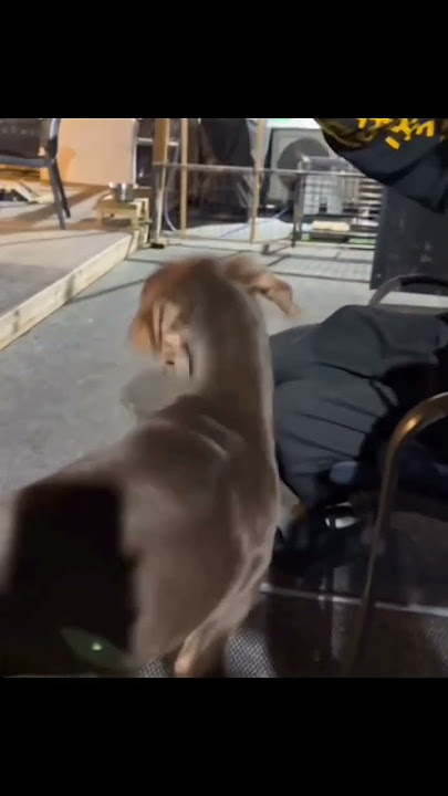 Jungkook opens up Instagram for his dog 🐕 bam 😍#jungkook #bam#bts #instagram