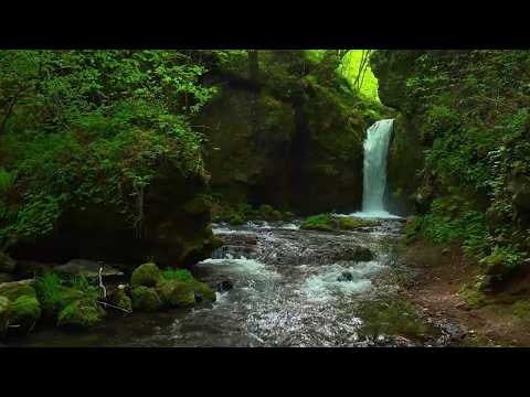 ASMR sound of waterfalls and streams in a mystical forest [Sleep/Concentration/Work/Relaxation]