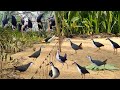 Unbelievable Bird Hunting Adventure" Very Effective Trap #GlobalBirdTales