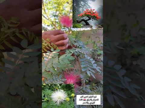 كاليندرا أو كالندرا  اكسبلور اشجار   ترند مشاهير العراق الزراعة هام