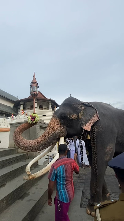 Katharagma Wasana 🐘#sridaladamaligawa #katharagamawasana #esalaperahera #kandy #srilanka #travel