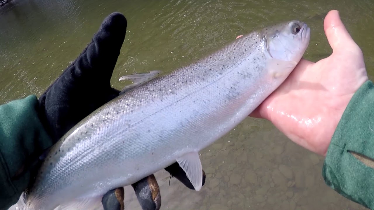 Spring Steelhead Run! Fishing for Steelhead in SMALL, CLEAR Creeks ...