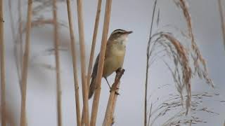 Rokitniczka Sedge Warbler Acrocephalus Schoenobaenus