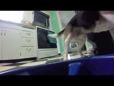 Charles the Beagle Eats Fast