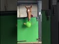How cute is James with his ball?! 🤩🤣 #horse #horseracing #horsesofinstagram