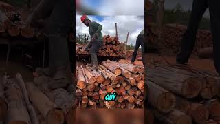 Sự Thật Quy Trình Làm Than Củi Ở Brazil