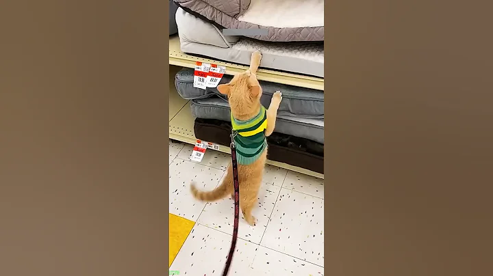 Watch the video about Funniest Cat ❤️ #funny 😸 # Episode 1538