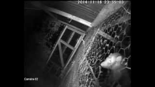 Choc Clash La Fouine La Poule En Camera Vison Nocturne Youtube