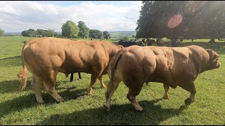BREEDING BULLS AND NEW STOCK TURNED OUT!!