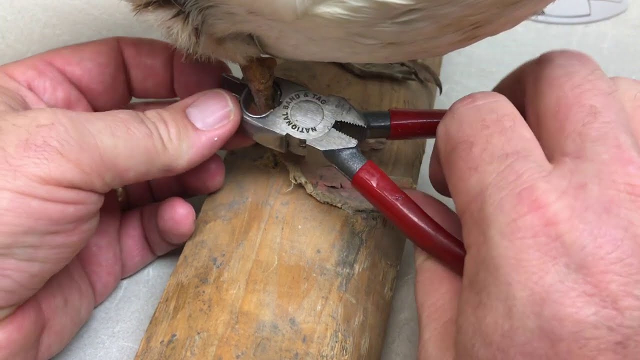 Banding birds with leg bands YouTube