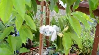 Rooting trees from a branch - The root ball method.Magnolia champaca