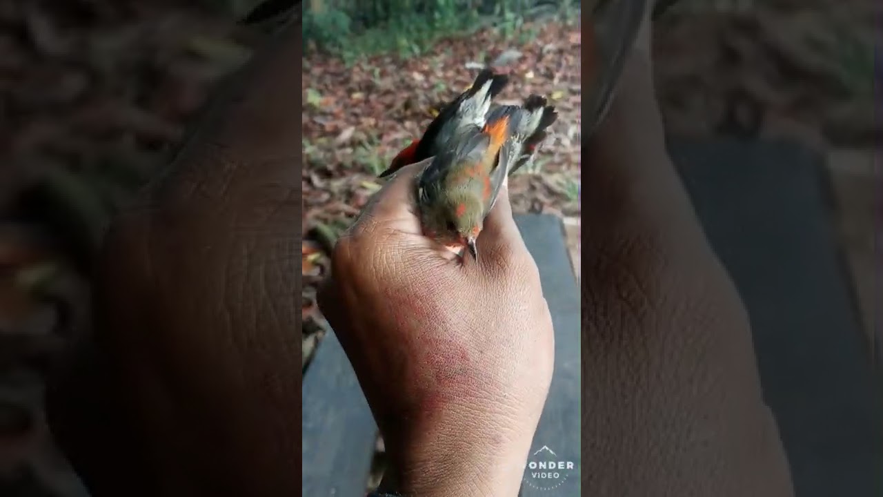 Pikat burcil di hutan kalimantan dpt bnyak gaes, seru bnget dech pkokY