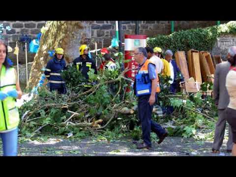 falling tree kills 11 on Madeira at festa católica romana da Assunção, Funchal