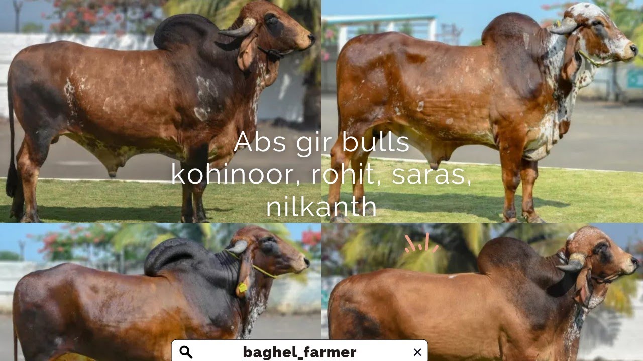 ABS Gir Bull Kohinoor Rohit Saras Nilkanth ABS India And Brazil abs-gir-bull-kohinoor-rohit-saras-nilkanth-abs-india-and-brazil