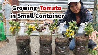 Cherry Tomatoes in Tiny Spaces: Growing Tips for Small Containers