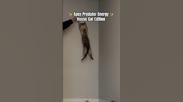 Apex Predator: The House CAT #bengalcat #cute #cattraining #funnycats #cats #shorts #catjump #bengal