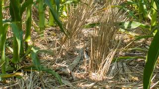 2016 Gettysburg, SD Corn Platform Harvested Stubble