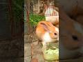#rabbit #cat