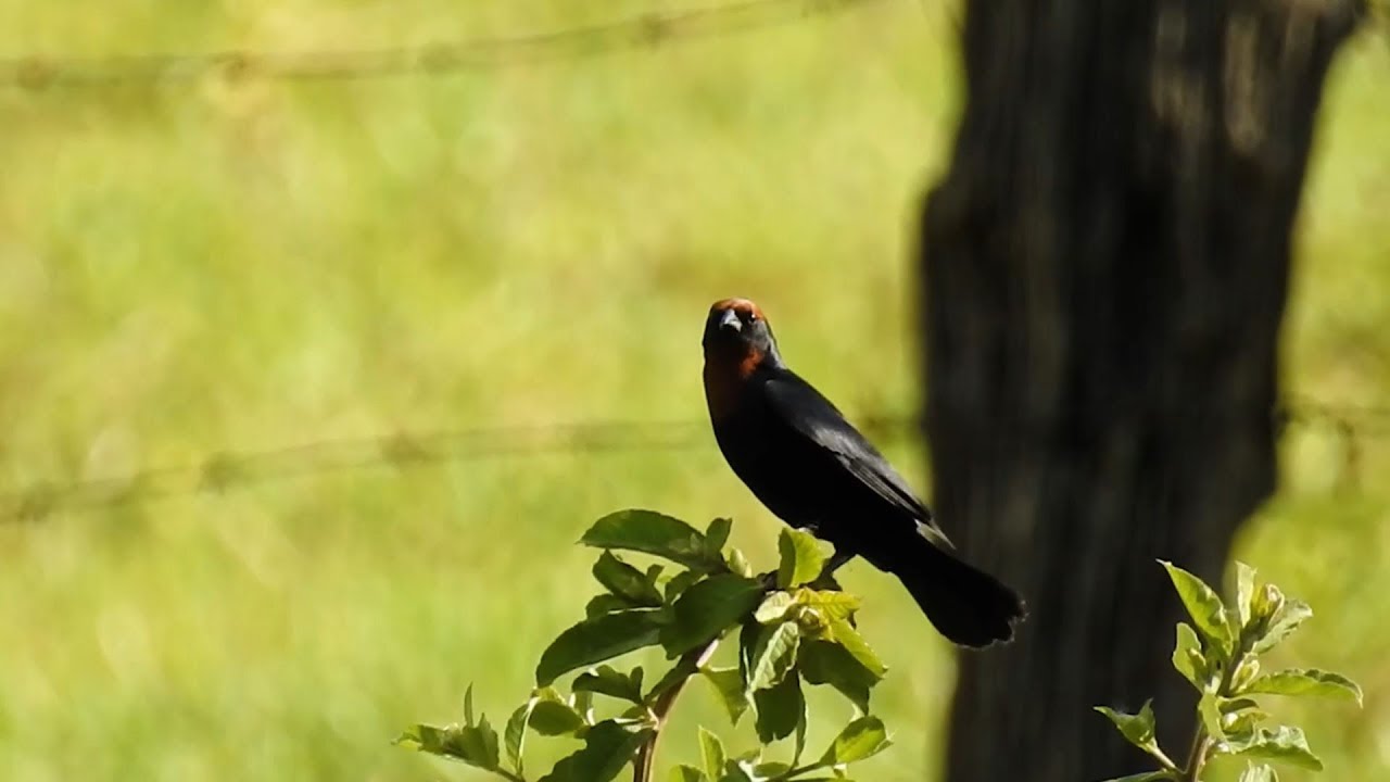 Chestnut-capped Blackbird male in the wind swing, Chrysomus