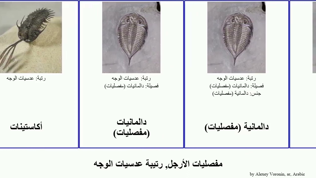 مفصليات الأرجل, رتيبة عدسيات الوجه arthropoda Futuremono دالمانينات العيون أكاستينات فاكوبس شبيهات