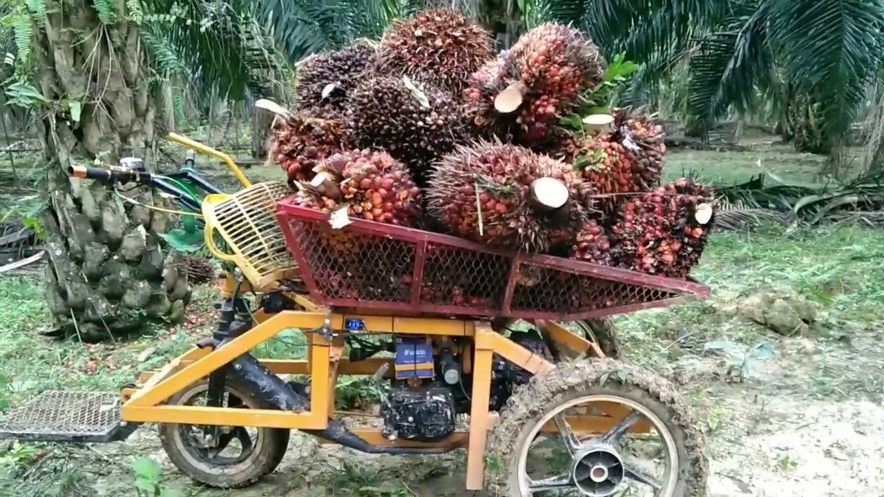 LANSIR SAWIT MENGGUNAKAN MESIN GRAKULA