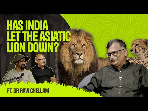 India's Lions Need a New Home NOW: The TRUTH with Dr. Ravi Chellam