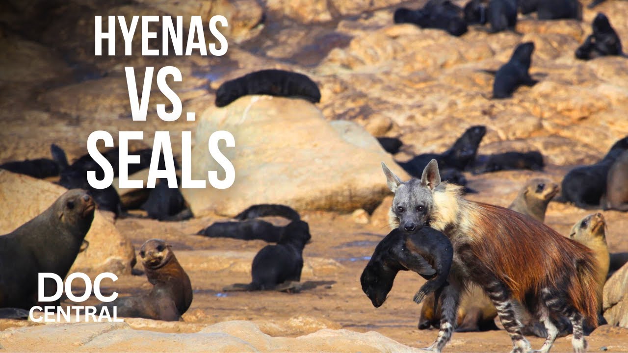 Увлекательная эволюция охоты между тюленями и гиенами | Sea Hunters