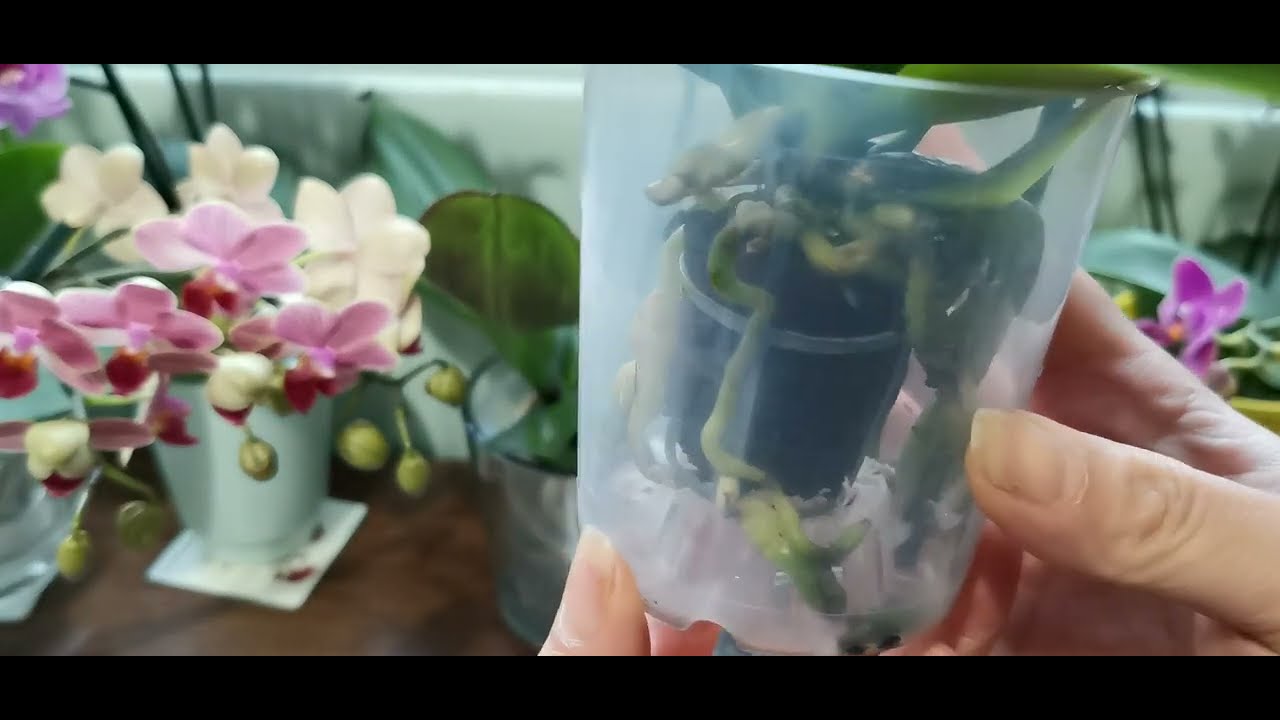 蝴蝶蘭不再有爛根了！更無須買植料的好方法！12/05/2022