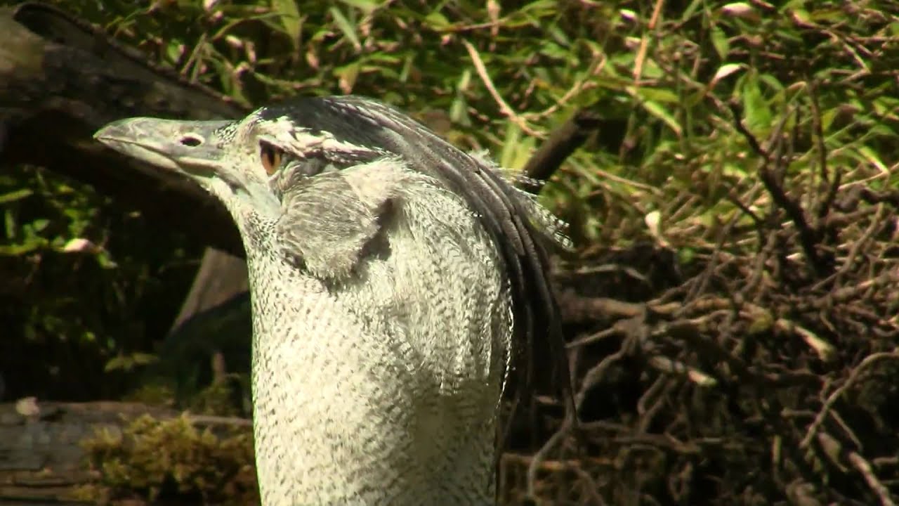 Kori Bustard (Ardeotis kori) / Riesentrappe [1] 