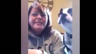 Cutest & The Most Adorable Pets Videos Compilation, Part - 2 | By, The LaughPad