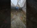 واحشني لكن الكوتشي حايشني Koi Koifish Fish مزرعة اكسبلور سمك 