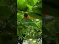 Singapore cherry#viralvideoshorts#viral#trending#nature#garden#short#santoshnagekar