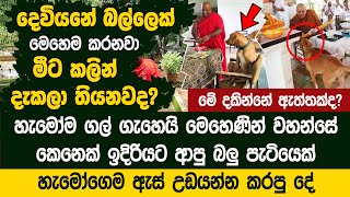 දෙවියනේ බලු පැටියෙක් මෙහෙම දෙයක් කරනවා මිට කලින් දැකලා තියනවද? - Pinki