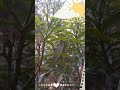 Jadi begini cara ulat makan🐛🐛
