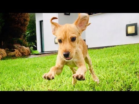 AMAZING dog shelter full of happy animals