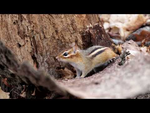 Chipmunk March 5, 2024