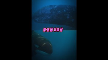 Orca vs Gray whale | #edit #shorts #1v1 #vs #orca #whale #debate