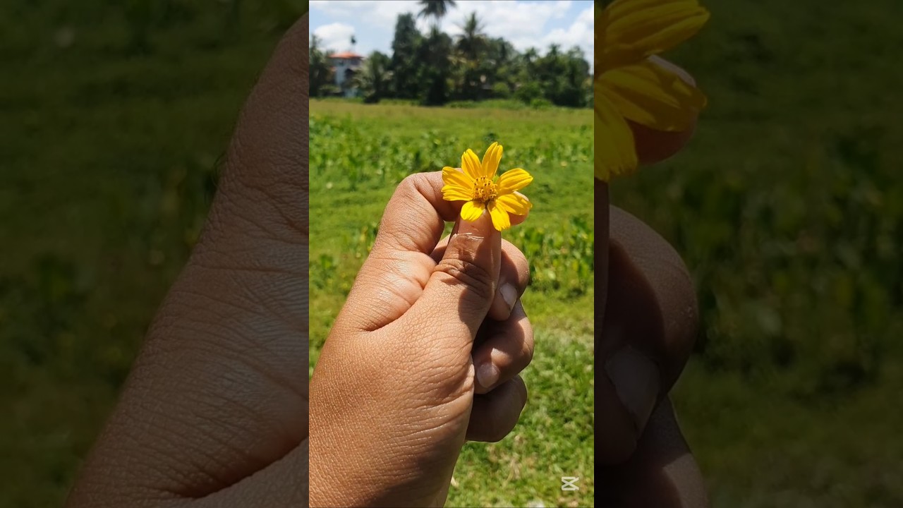 Healing 💛✨️🌻 
