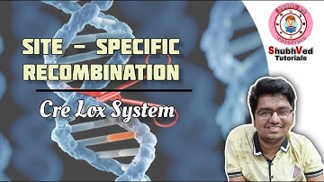 Site - Specific Recombination | Cre Lox System