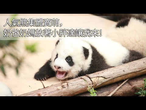《當熊不讓》人氣熊集體賣萌，奶爸奶媽放著小胖達讓我來！ | iPanda